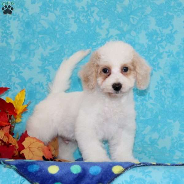 White Pine, Bich-Poo Puppy